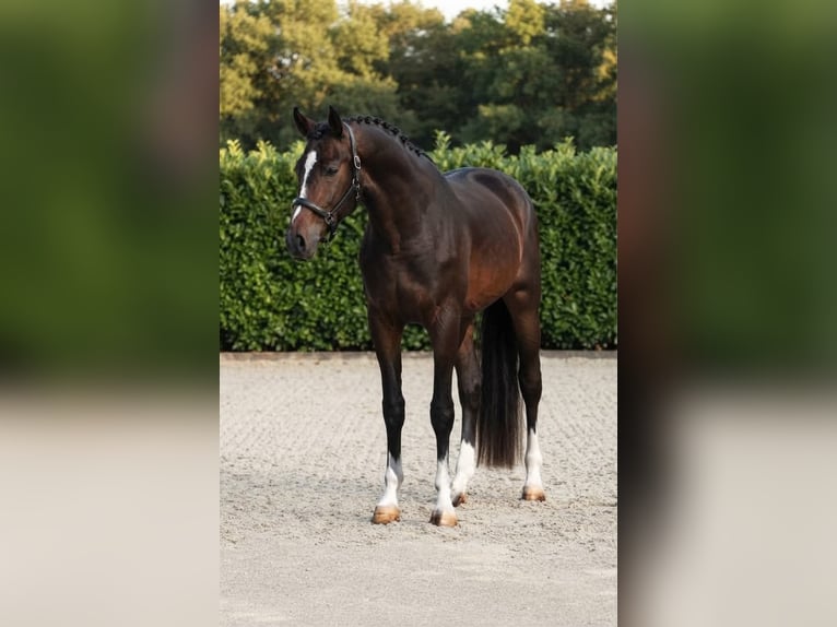 Zangersheide Ruin 2 Jaar 167 cm Bruin in Kosice