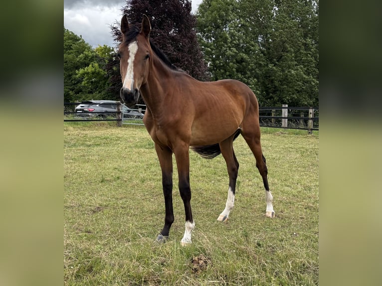 Zangersheide Ruin 2 Jaar 168 cm Bruin in Erkelenz