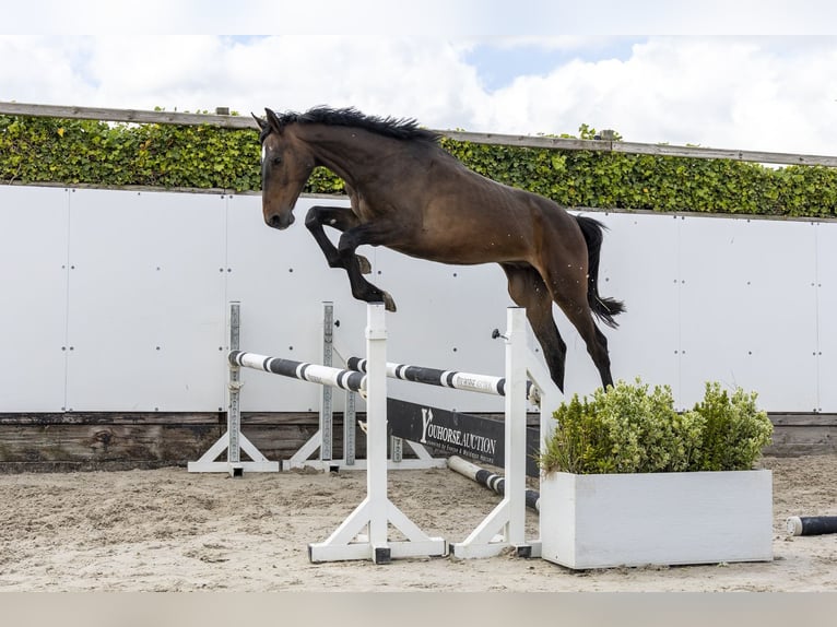Zangersheide Ruin 2 Jaar 168 cm  in Waddinxveen
