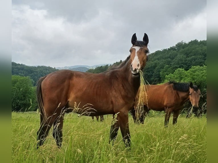 Zangersheide Ruin 2 Jaar 170 cm Bruin in Reichelsheim/Rohrbach