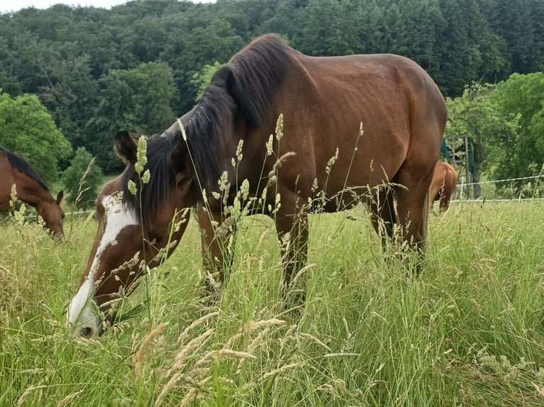 Zangersheide Ruin 2 Jaar 170 cm Bruin in Reichelsheim/Rohrbach