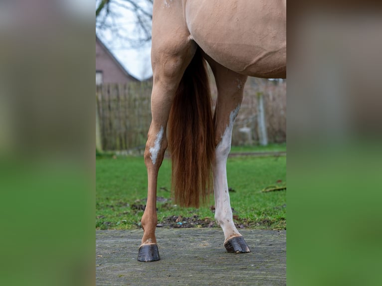 Zangersheide Ruin 3 Jaar 100 cm in GROTE-BROGEL