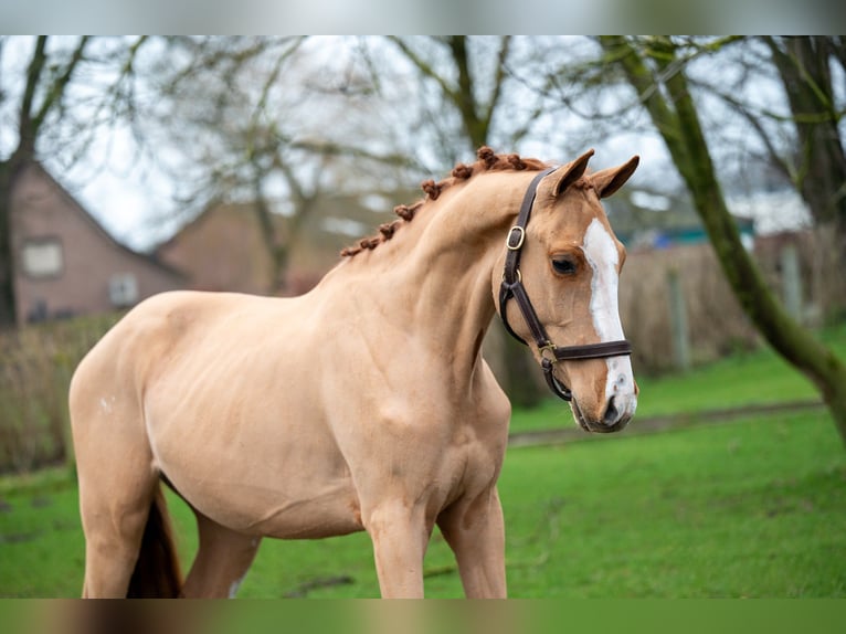 Zangersheide Ruin 3 Jaar 100 cm in GROTE-BROGEL