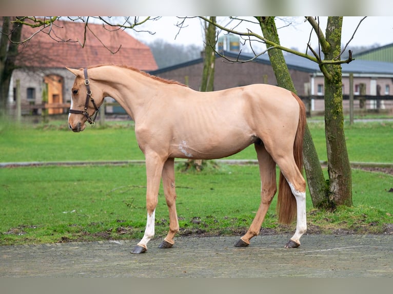 Zangersheide Ruin 3 Jaar 100 cm in GROTE-BROGEL