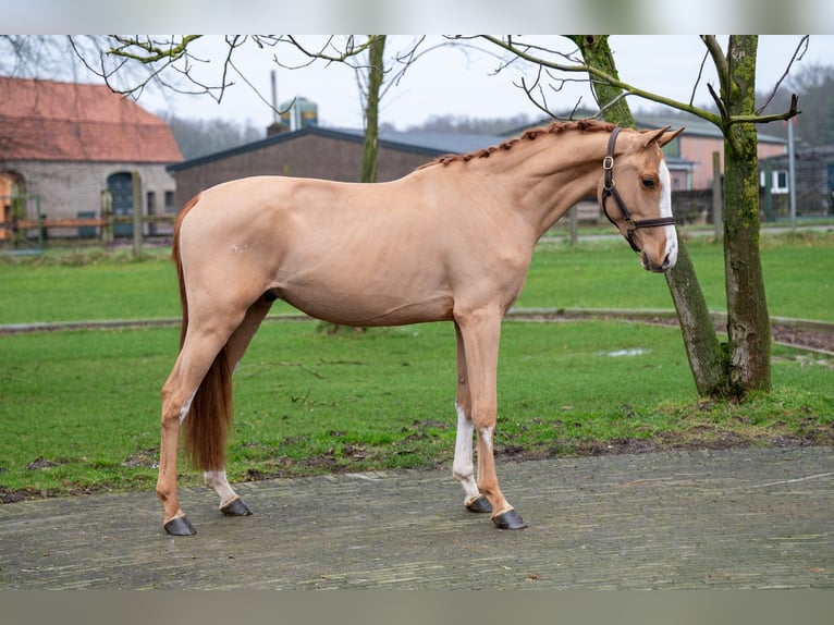 Zangersheide Ruin 3 Jaar 100 cm in GROTE-BROGEL