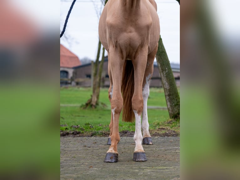 Zangersheide Ruin 3 Jaar 100 cm in GROTE-BROGEL