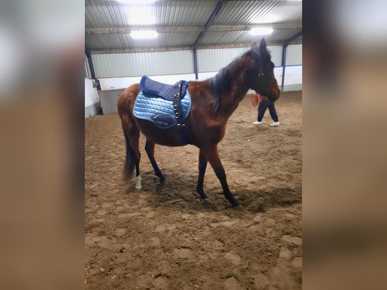 Zangersheide Ruin 3 Jaar 155 cm Bruin in Pelt