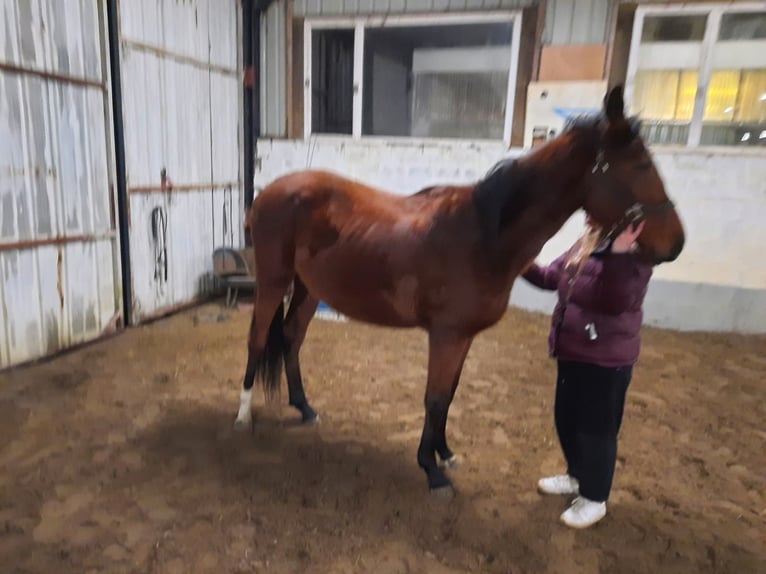 Zangersheide Ruin 3 Jaar 155 cm Bruin in Pelt