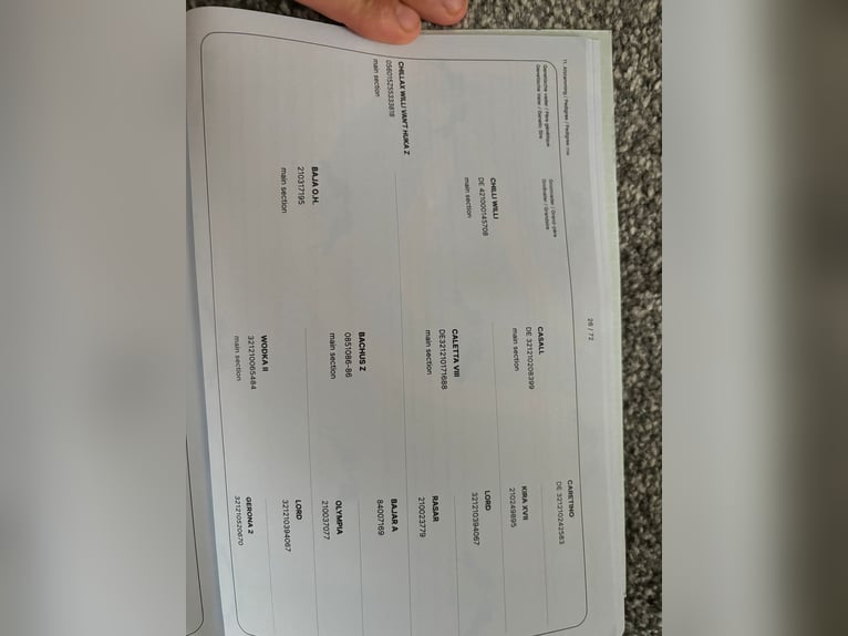 Zangersheide Ruin 3 Jaar 155 cm Bruin in Pelt