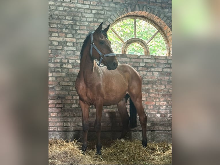 Zangersheide Ruin 3 Jaar 155 cm Roodbruin in Świdwin
