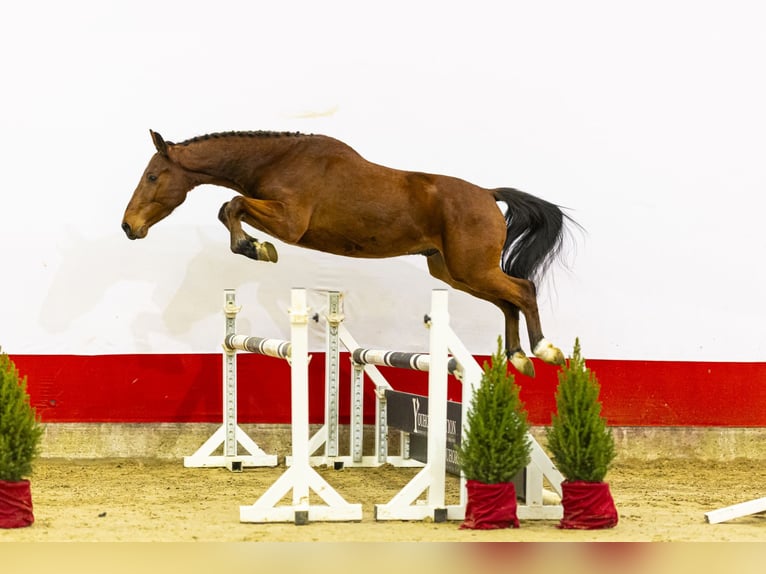 Zangersheide Ruin 3 Jaar 156 cm Bruin in Waddinxveen