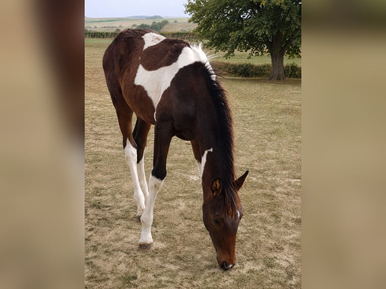 Zangersheide Ruin 3 Jaar 157 cm Gevlekt-paard in Grötsch