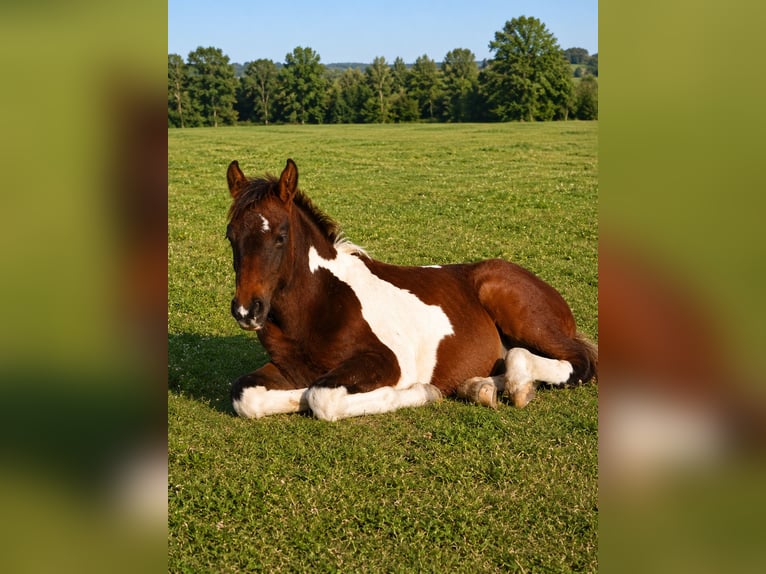 Zangersheide Ruin 3 Jaar 157 cm Gevlekt-paard in Grötsch