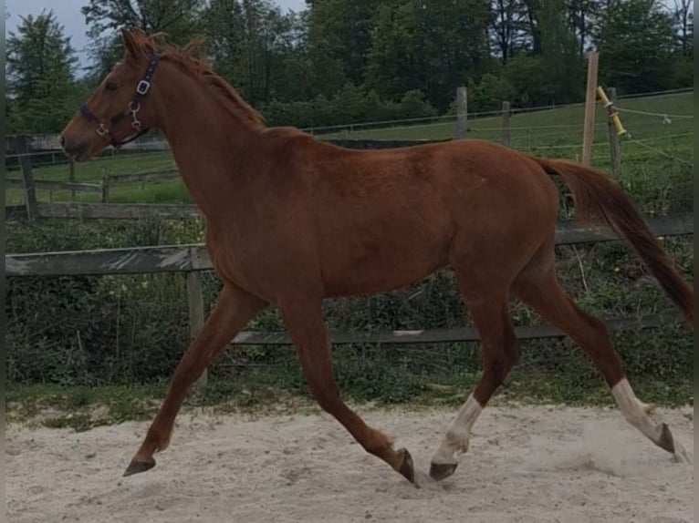 Zangersheide Ruin 3 Jaar 160 cm Vos in Wipperfürth