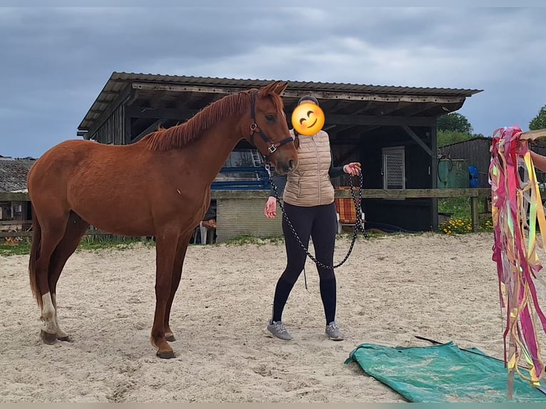 Zangersheide Ruin 3 Jaar 160 cm Vos in Wipperfürth