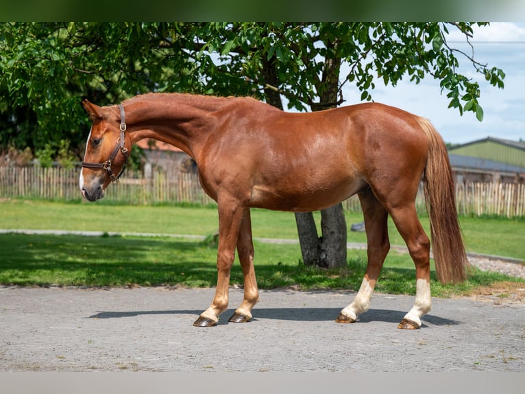 Zangersheide Ruin 3 Jaar 160 cm Vos in GROTE-BROGEL