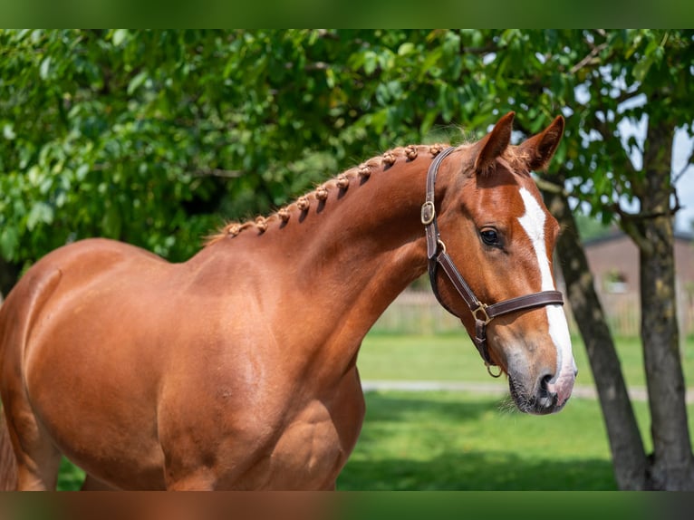 Zangersheide Ruin 3 Jaar 160 cm Vos in GROTE-BROGEL