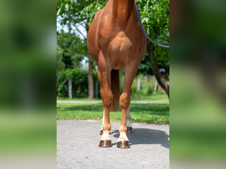 Zangersheide Ruin 3 Jaar 160 cm Vos in GROTE-BROGEL