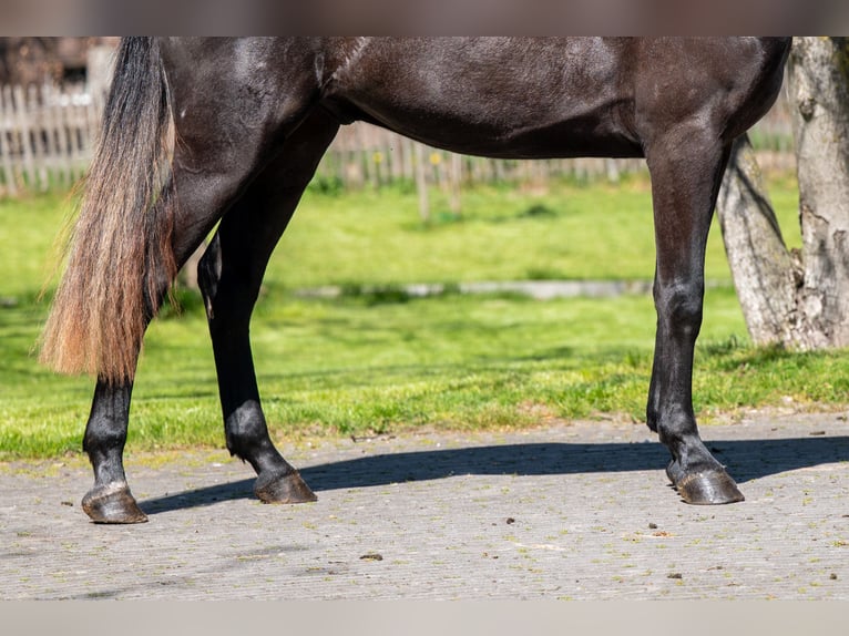 Zangersheide Ruin 3 Jaar 161 cm  in GROTE-BROGEL