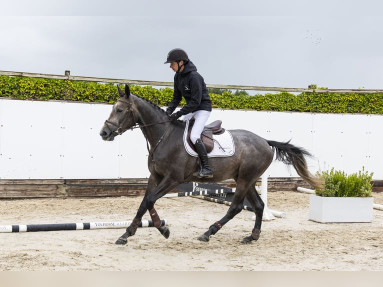 Zangersheide Ruin 3 Jaar 162 cm Schimmel in Waddinxveen