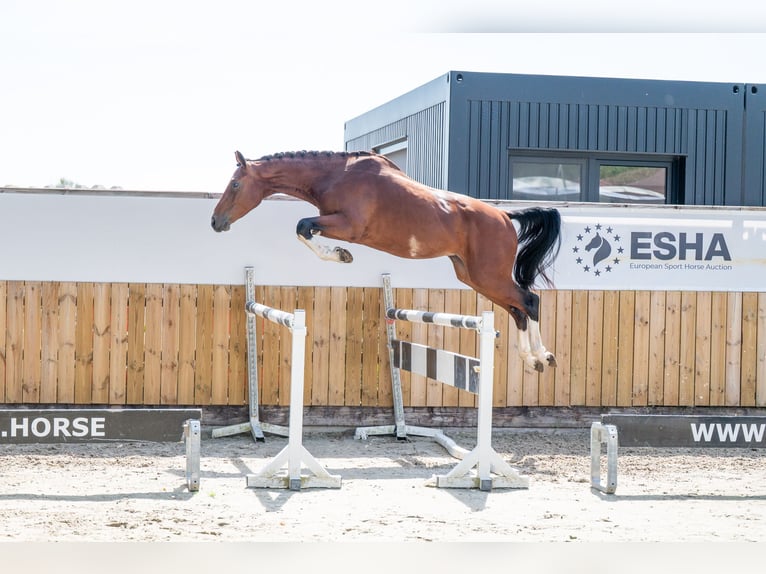 Zangersheide Ruin 3 Jaar 163 cm Bruin in GROTE-BROGEL