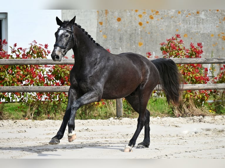 Zangersheide Ruin 3 Jaar 163 cm Schimmel in Barville