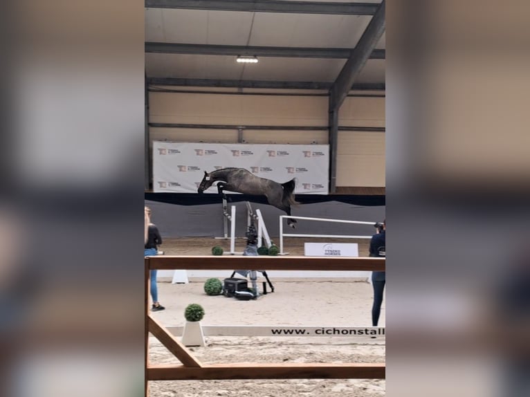 Zangersheide Ruin 3 Jaar 163 cm Schimmel in Strzy&#x17C;ewice