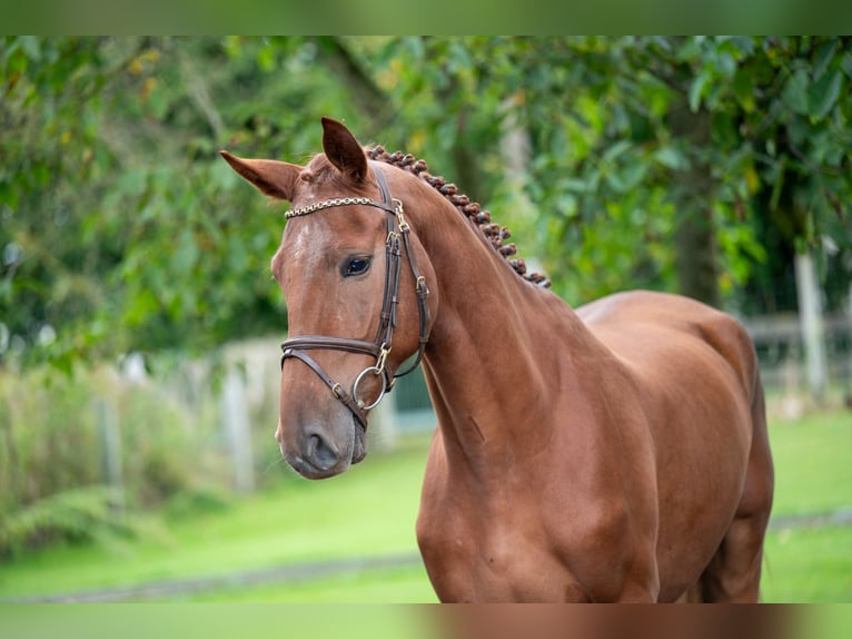 Zangersheide Ruin 3 Jaar 163 cm Vos in GROTE-BROGEL