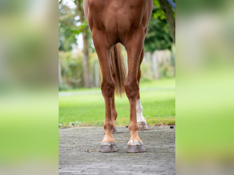 Zangersheide Ruin 3 Jaar 163 cm Vos in GROTE-BROGEL