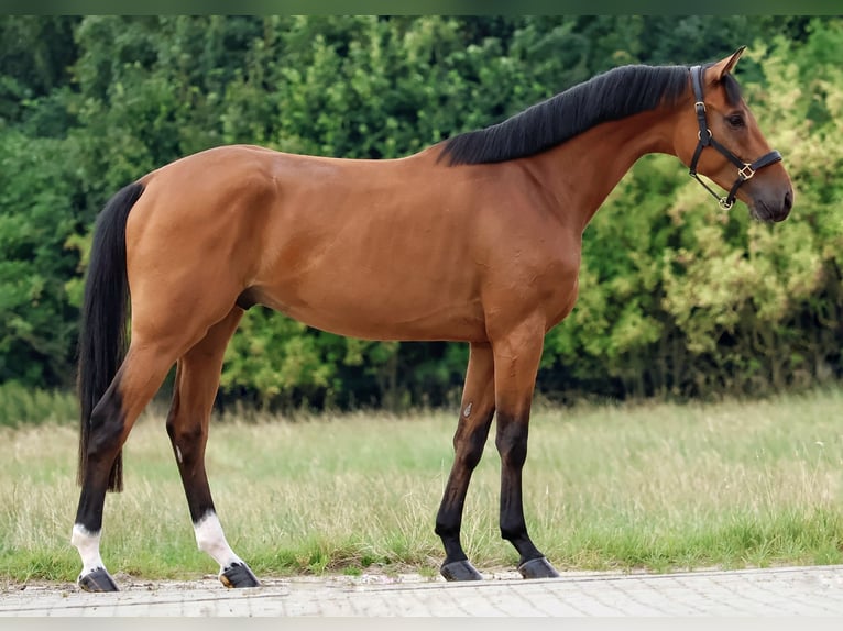 Zangersheide Ruin 3 Jaar 164 cm Bruin in Gersten