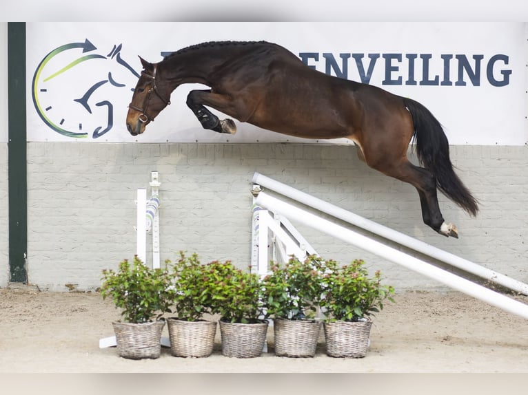 Zangersheide Ruin 3 Jaar 165 cm Bruin in Heerde