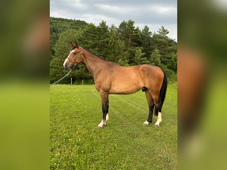 Zangersheide Ruin 3 Jaar 165 cm Bruin in Rajec