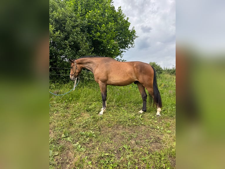 Zangersheide Ruin 3 Jaar 165 cm Bruin in Rajec