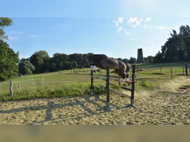 Zangersheide Ruin 3 Jaar 165 cm Schimmel in Liege