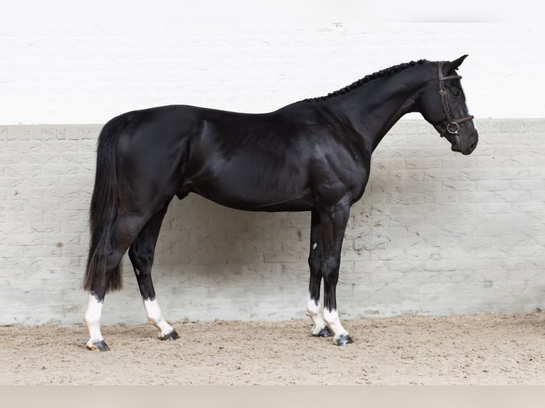 Zangersheide Ruin 3 Jaar 165 cm  in WK Heerde