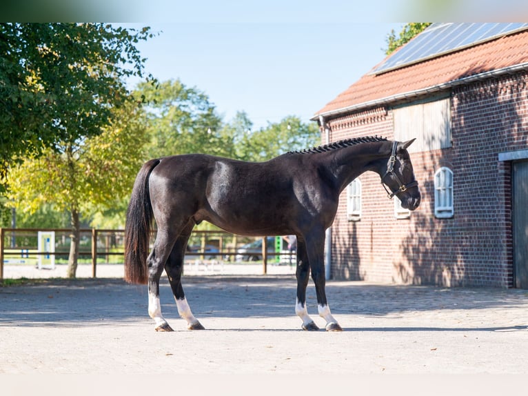 Zangersheide Ruin 3 Jaar 167 cm Zwart in Kaulille