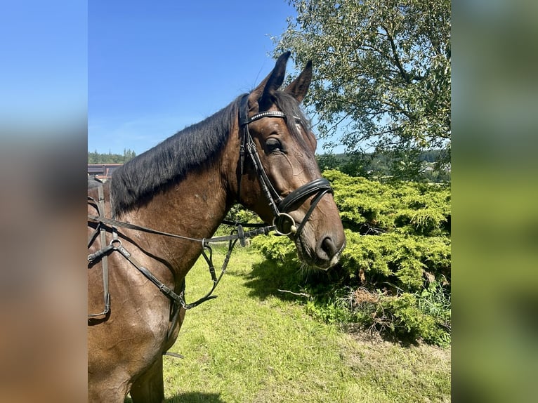 Zangersheide Ruin 3 Jaar 168 cm Bruin in Pelmberg
