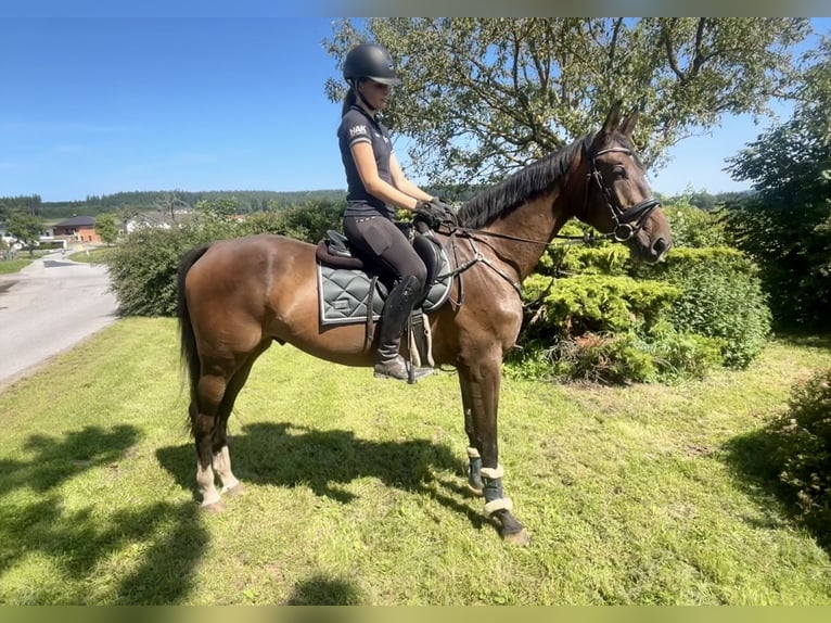 Zangersheide Ruin 3 Jaar 168 cm Bruin in Pelmberg
