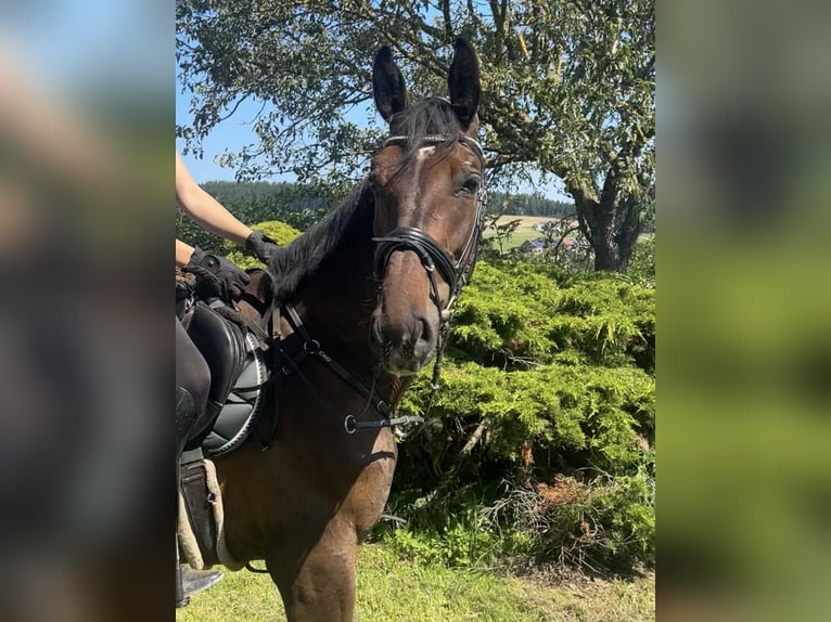 Zangersheide Ruin 3 Jaar 168 cm Bruin in Pelmberg