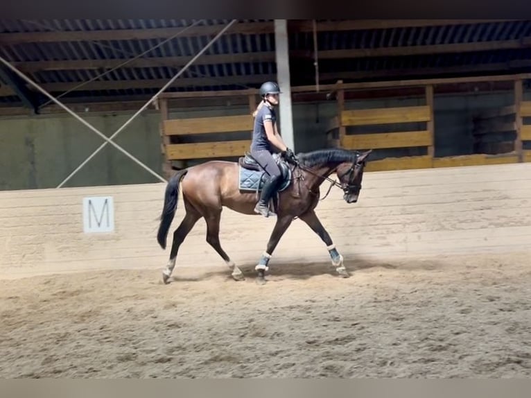 Zangersheide Ruin 3 Jaar 168 cm Bruin in Pelmberg