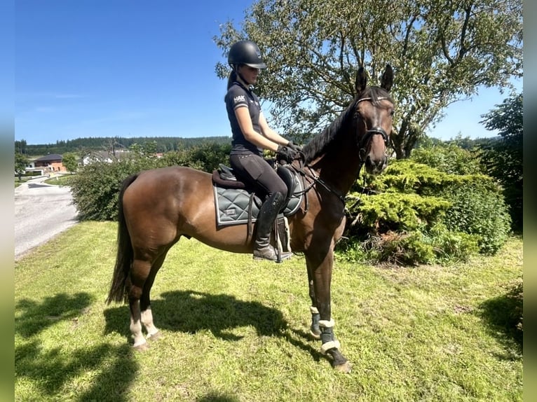 Zangersheide Ruin 3 Jaar 168 cm Bruin in Pelmberg