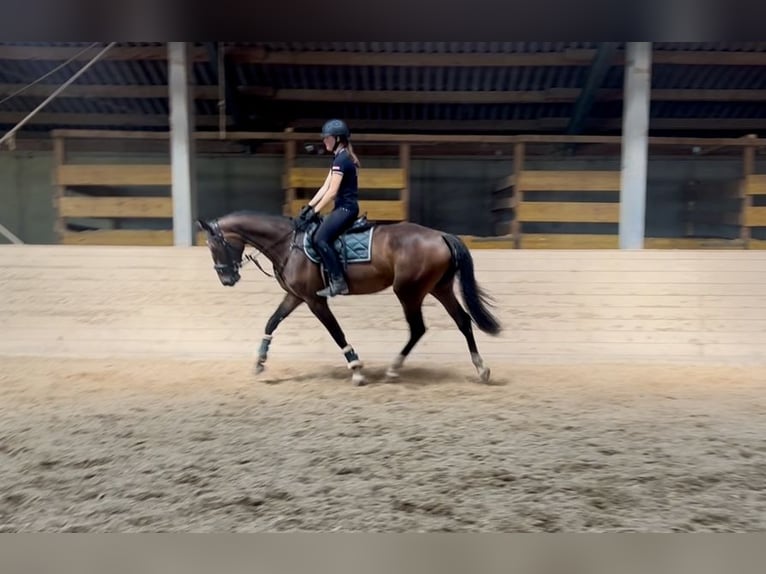 Zangersheide Ruin 3 Jaar 168 cm Bruin in Pelmberg