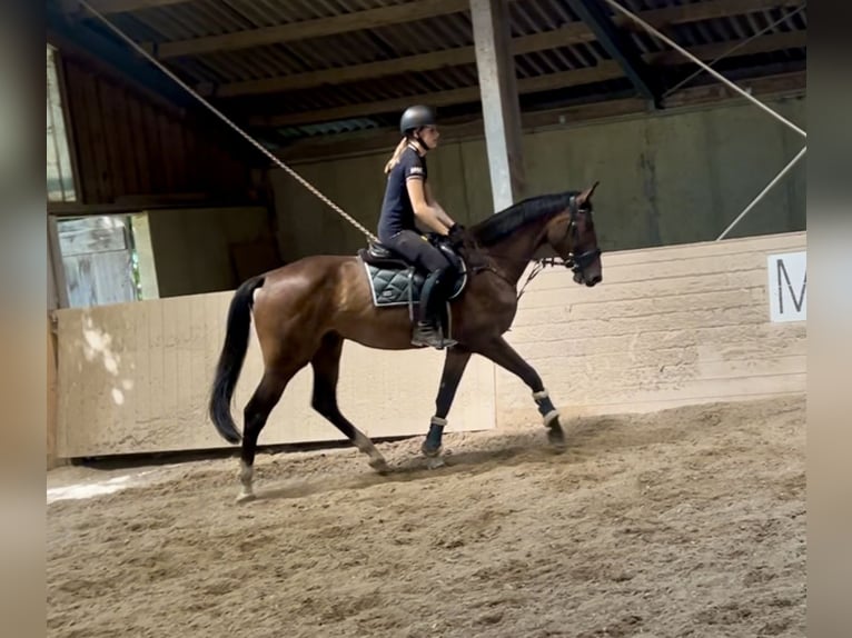 Zangersheide Ruin 3 Jaar 168 cm Bruin in Pelmberg