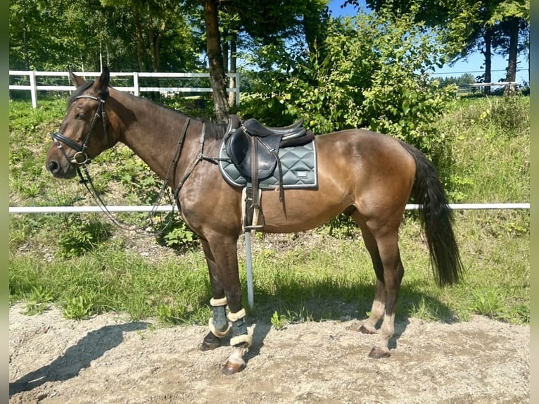 Zangersheide Ruin 3 Jaar 168 cm Bruin in Pelmberg