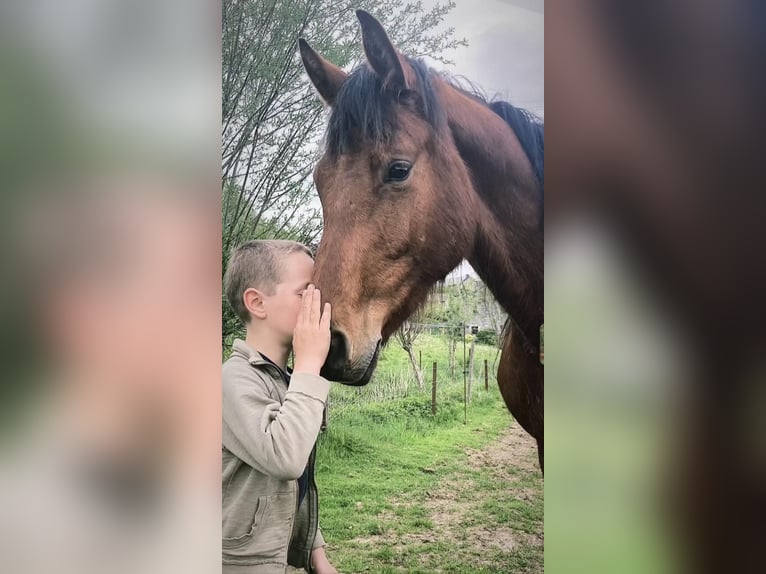 Zangersheide Ruin 3 Jaar 168 cm Bruin in Villers Le Bouillet