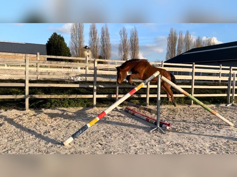 Zangersheide Ruin 3 Jaar 168 cm Bruin in Villers Le Bouillet