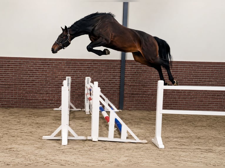 Zangersheide Ruin 3 Jaar 170 cm Zwartbruin in Königsbach-Stein