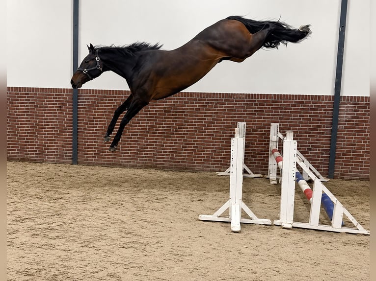 Zangersheide Ruin 3 Jaar 170 cm Zwartbruin in Königsbach-Stein