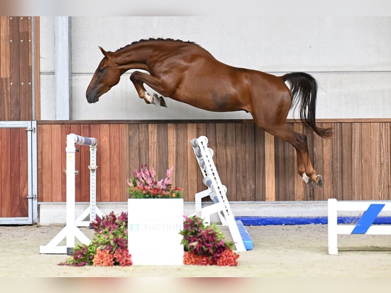Zangersheide Ruin 3 Jaar 172 cm Donkere-vos in Zelle