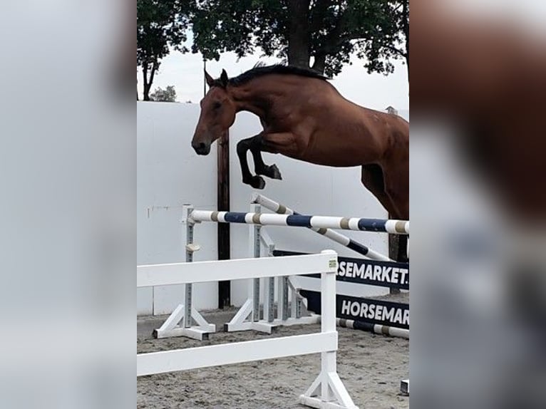Zangersheide Ruin 3 Jaar 172 cm Roodbruin in Waddinxveen